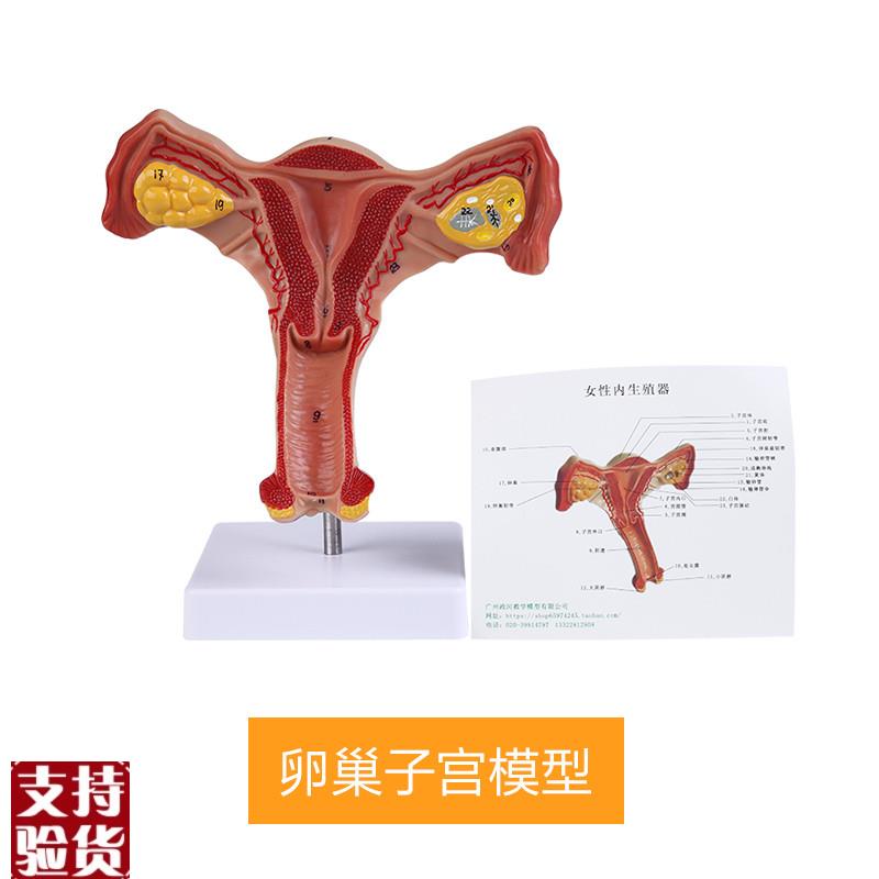 人体子宫模型逼h真阴道子宫输卵管卵巢解剖模型健康教育实训用具