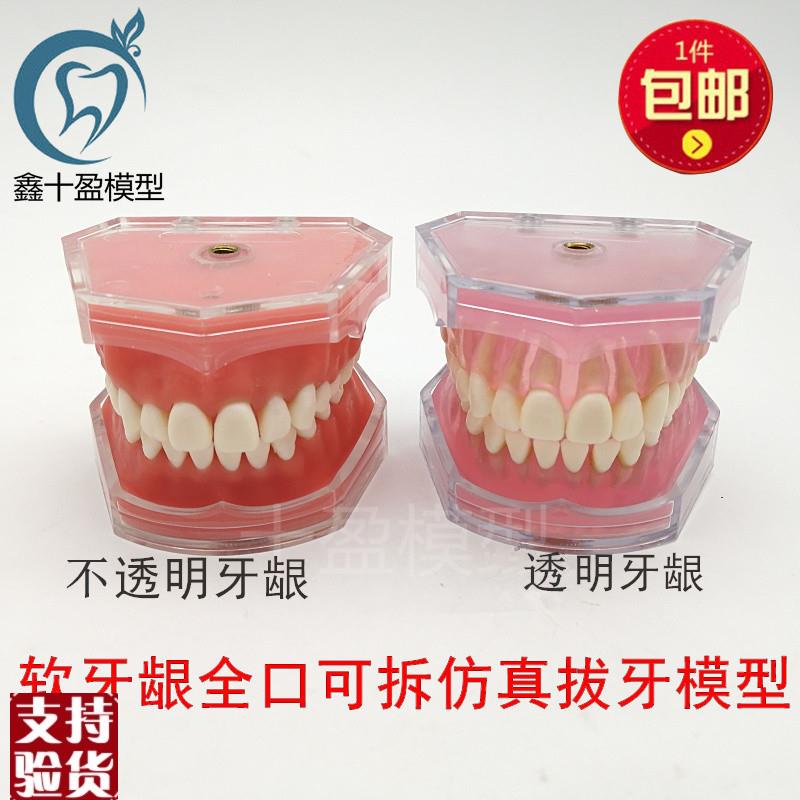 牙科模型口腔科教l学模型练习拔牙模型拆卸牙齿软牙龈全口可拔