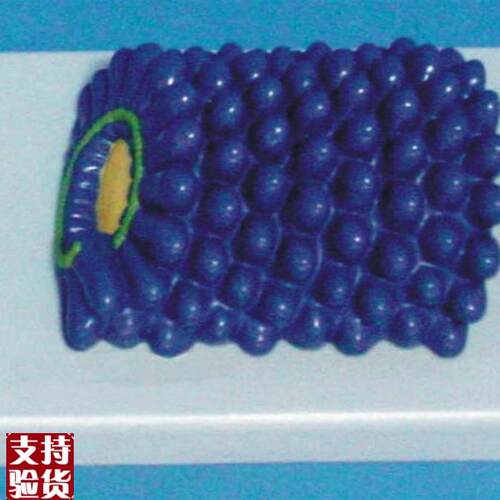 狂犬病毒模型病毒t结构生物教学医用讲解展示