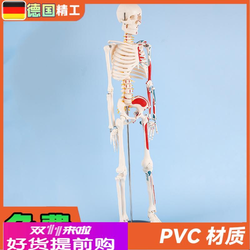 德国】85cm半边肌肉起止点骨骼 人体骨骼模型成人小骷髅教学模型
