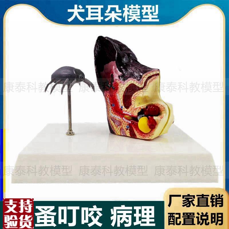 狗狗耳朵模型虫子叮咬跳蚤病理皮肤E犬科动物犬耳朵仿真兽医教学