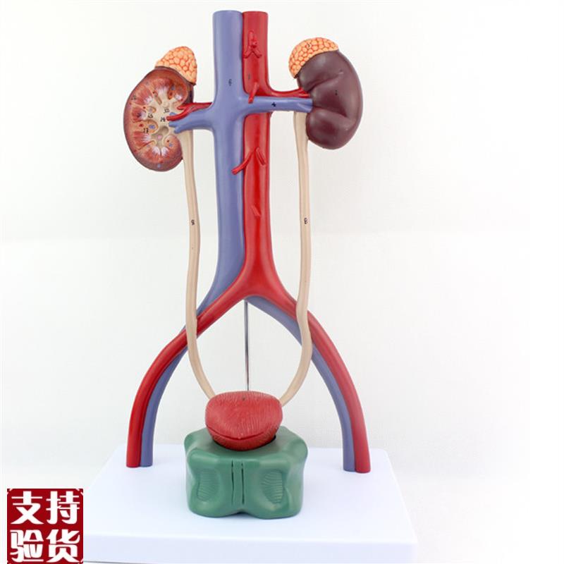 ENOVO颐诺人体泌尿系统模型肾输D尿管膀胱尿道解剖模型医学泌尿科