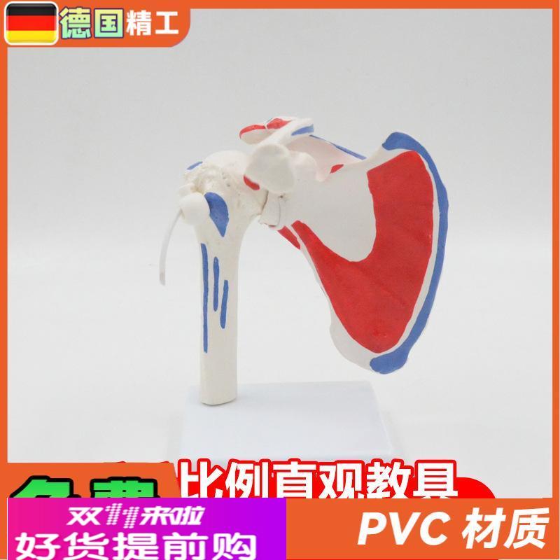 德国】肩关节模型可拆可弯曲带肌肉起止点骨科健身瑜伽教学演示道
