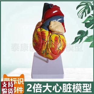 心脏解剖模型f放大2倍拆4部件带标识血管瓣膜B超彩超教学冠状动脉
