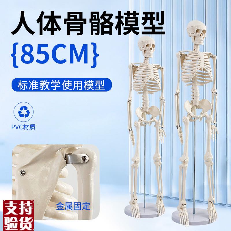 标准教学人体骨骼模型8r5CM骨架仿真骷髅小骷髅中医瑜伽产后修复