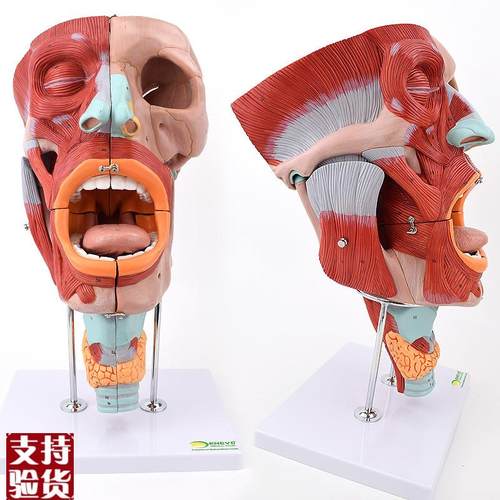 ENOVO颐诺h鼻口咽喉腔模型舌头颈部喉腔肌肉神经血管耳鼻模型