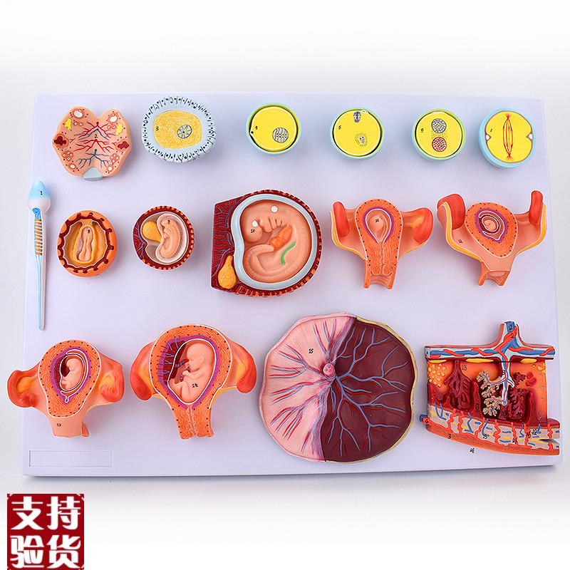 胚胎发育过程模型女性生殖胎盘B足月妊娠受精卵形成胎儿子宫盆腔