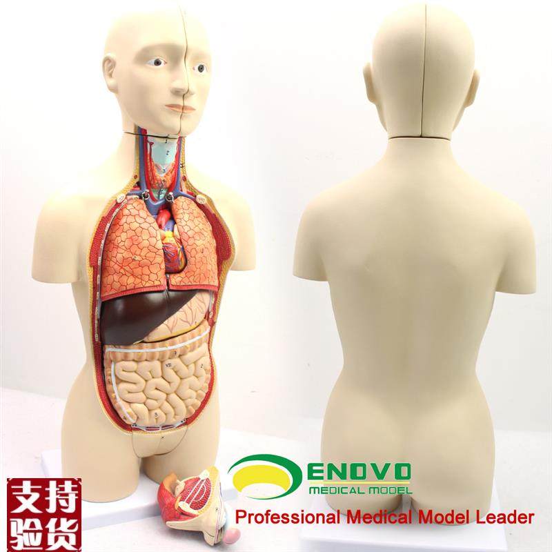 ENOVOd颐诺版中型医学人体器官解剖模型青少年男女双性版内脏器官,文具电教/文化用品/商务用品,教学标本/模型,淘宝优惠券,粉丝福利购,淘宝优惠卷