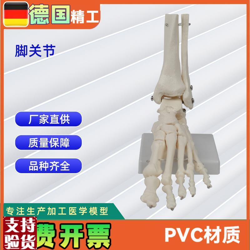脚骨关节模型n人体骨骼模型工厂直营加工