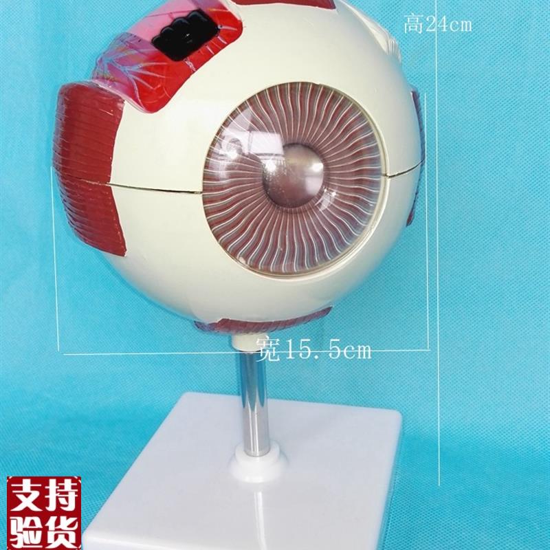 包邮眼球解剖模型(6倍)眼模型器官解剖P模医用人体标本模型