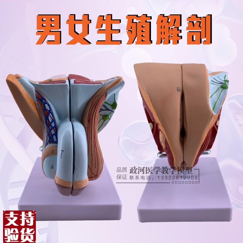 教学仿真男性生殖器泌尿系统标本内外生殖器睾丸解剖X模型医疗教