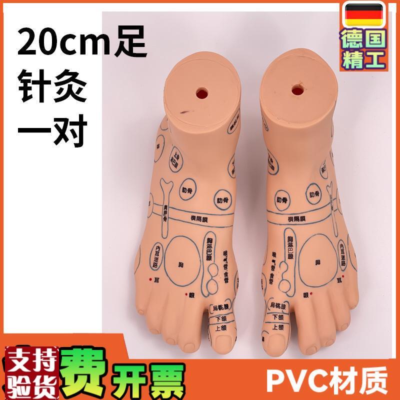 超清晰19CM足部反射区模型人体穴位J教学脚模针灸推拿按摩穴位