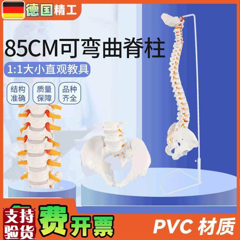 德国85cm白色可弯曲r人体脊柱模型人体骨骼枕骨正骨教学瑜伽骨盆