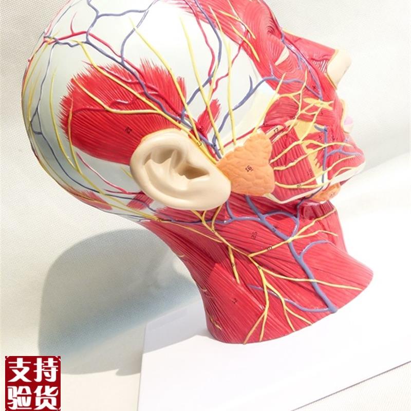 头面部附脑血管神经模型颈部解剖学神经血Q管肌肉结构精品模型