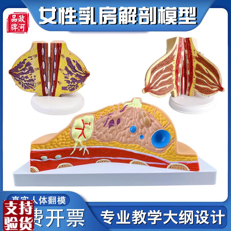 政河女性乳房结构k模型病理静止期哺乳期假义乳人体器官结构教学