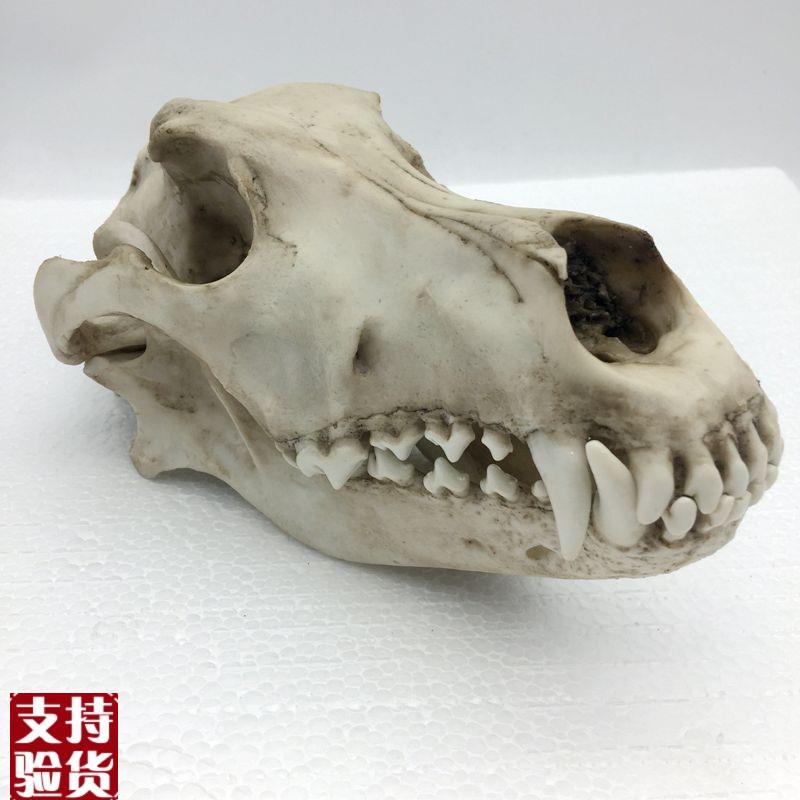 康泰模型狼头骨仿真标本r艺术品收藏动物医院兽医药狗骨髅牙齿口