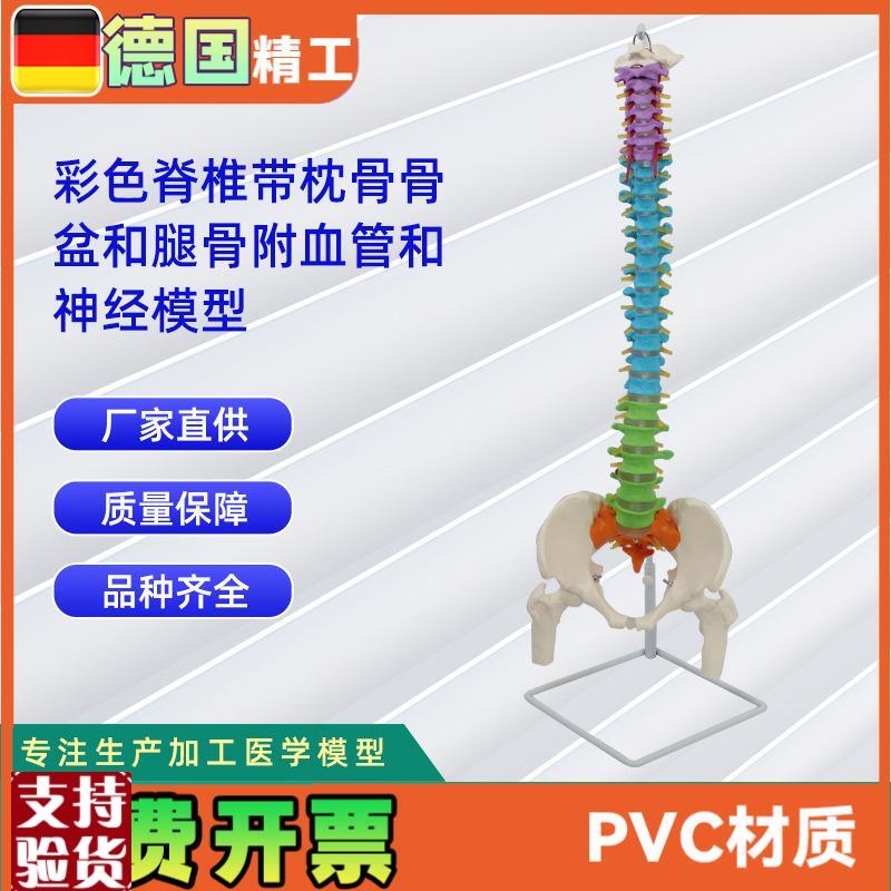 彩色脊椎带f枕骨骨盆和腿骨附血管和神经模型人体骨骼模型