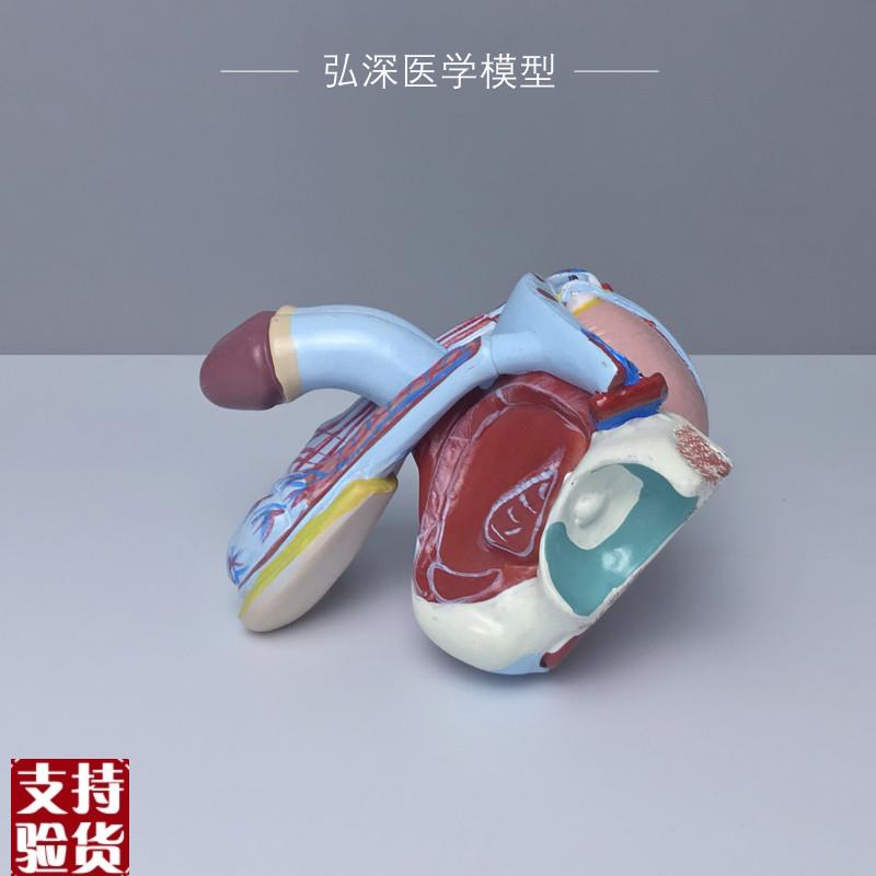 男性生殖系统模型人体生殖u器官内外结构可拆解5部件医学教学模具