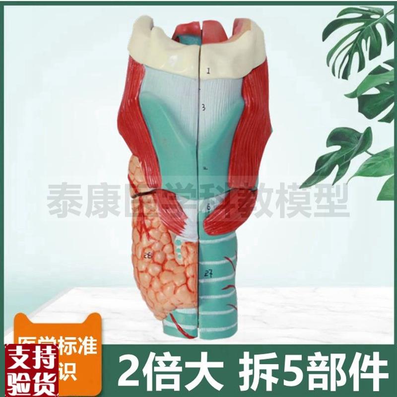 人体喉解剖模型放大2倍拆5部件会厌甲状J软骨声襞气管咽喉甲状腺