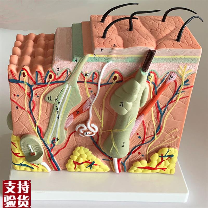 人体皮肤解剖模型表皮毛囊解剖真皮皮下组织医学美容X整形皮肤免