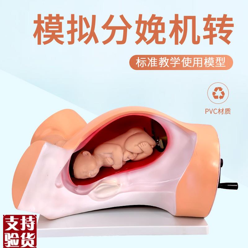 高级分娩b机转示教模型妇幼产科胎儿接生助产演示过程难产护理模