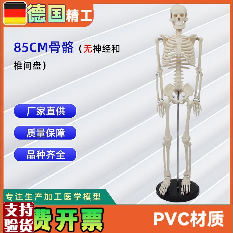 人体骨骼模f型85CM骨骼合集生物教学模型