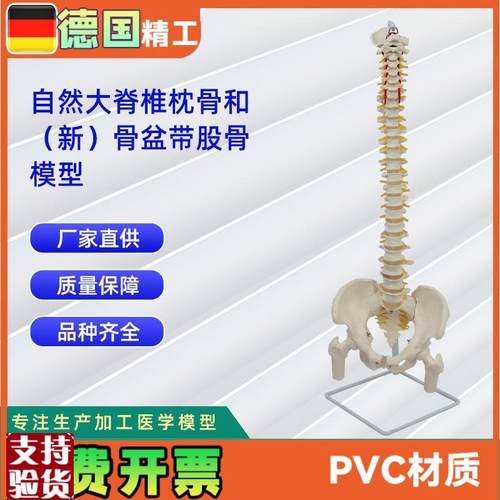 自然大脊椎枕骨和新骨盆带股骨M模型人体脊椎模型