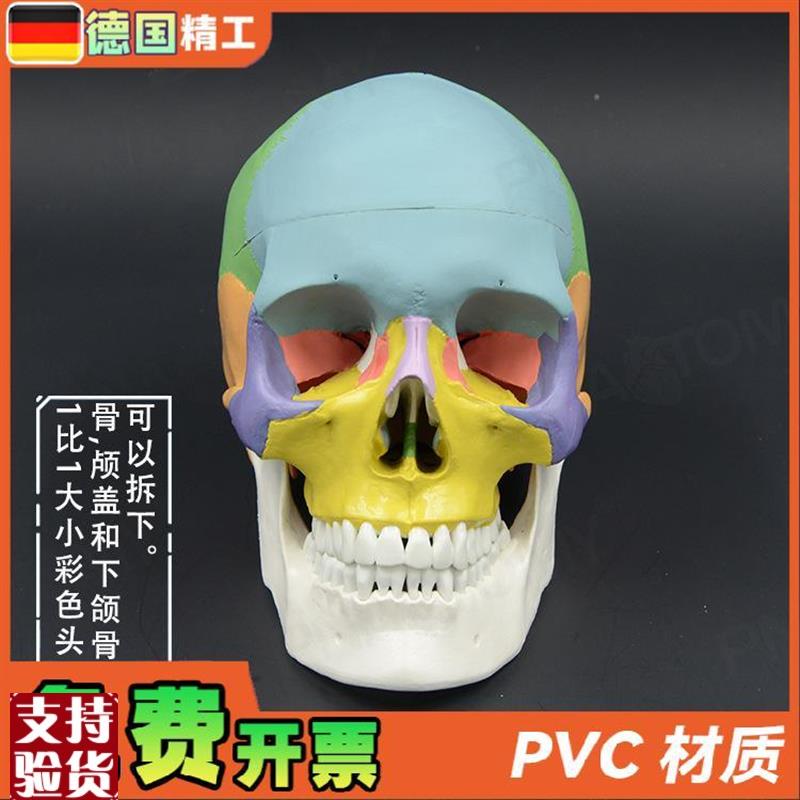 彩色头颅a骨模型1比1可拆口腔美容整形头骨解剖模型牙科展示骷髅
