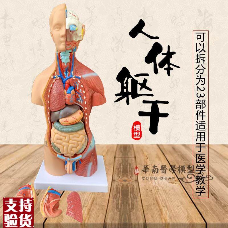 躯干模型人体内脏解剖男性女性躯q干解剖模型胸腹部器官结构造医