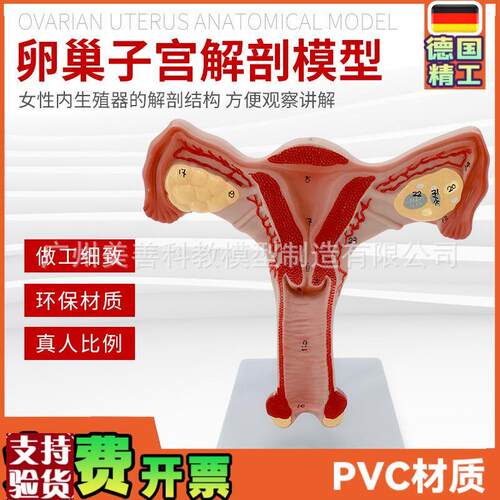 双侧卵巢子宫模型人体女性生殖子C宫解剖阴道卵巢教学妇科生殖科