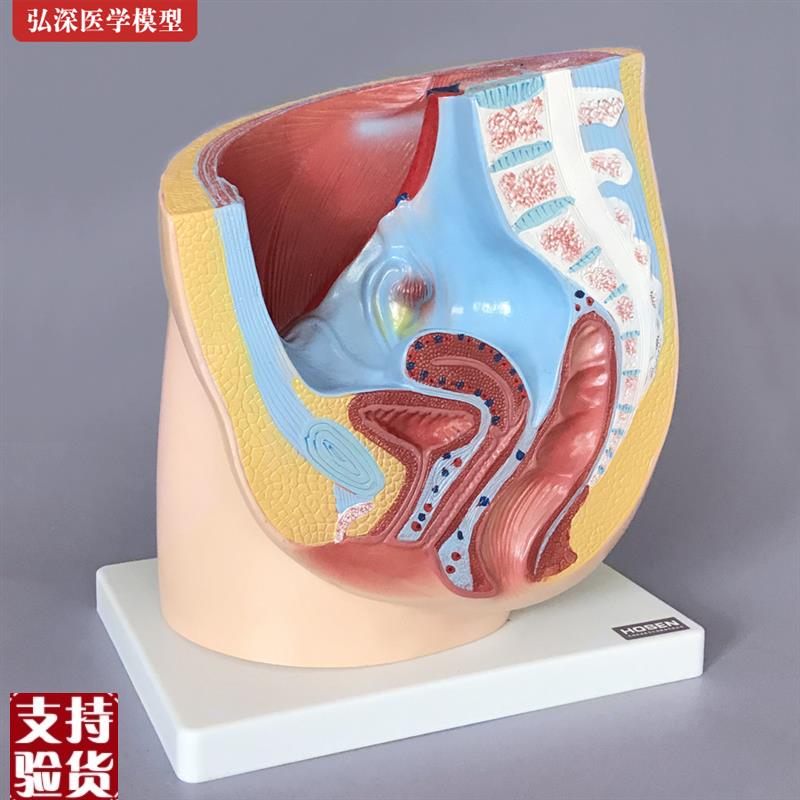 女性生殖系统模型矢状解r剖面结构骨盆腔妇产科医学示教学人体模