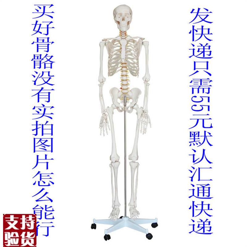 美术医用170人体骨骼模型1x70CM人人体骨骼模型骨骼标本模型