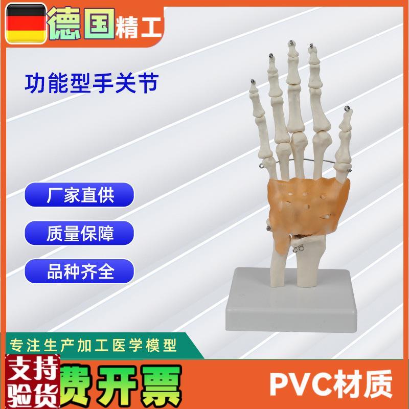 功能型手关g节模型人体骨头模型教学模型