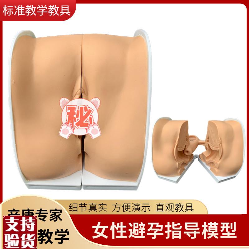 女性生殖器模型宫颈子宫外阴道卵巢妇H科检查避孕教学避孕系统模