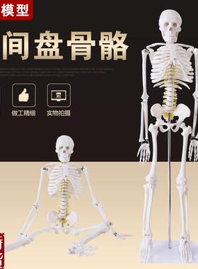 正品美术艺用医学标准p85CM人体骨骼模型骨骼骨架教学模型包邮