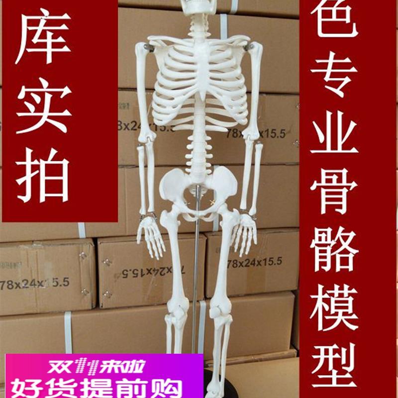 85CM人体教学骨骼模型 医用人骨架模具 素描 万圣节骷髅
