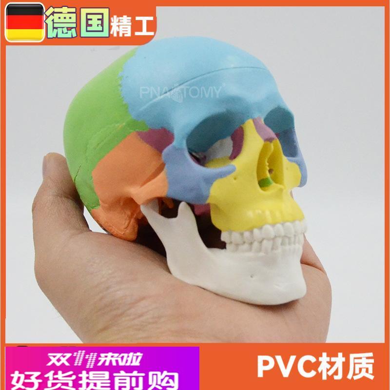 彩色头骨模型 可拆3部件口腔美术参考骷髅头解剖教具颅骨