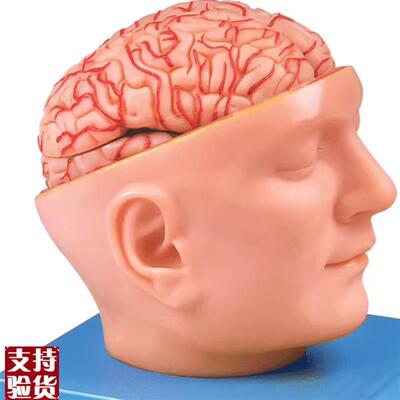 头部附脑和动脉模型GD/At18219人体脑部解剖模型教学培训专用头部
