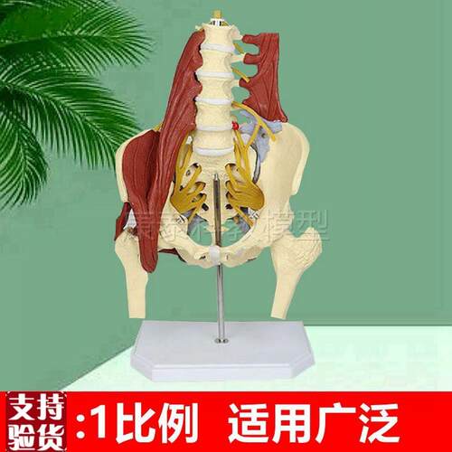 腰椎带骨b盆模型盆底肌筋膜肌腱人体脊柱附肌肉神经正骨康复功能