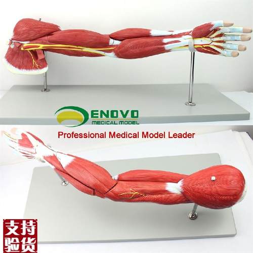 ENOVO医学人体上肢肌肉解剖模型手臂神经血管动静脉结Y构胳膊肌肉