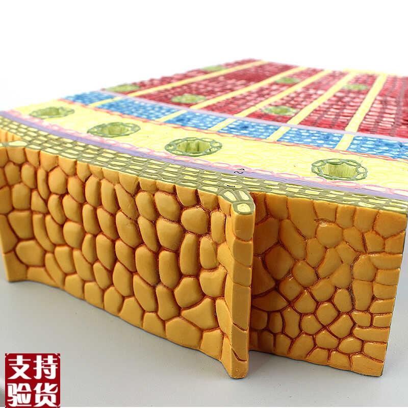 ENOVO颐诺高品质裸子植v物茎模型松树茎构造茎的解剖结构生物科