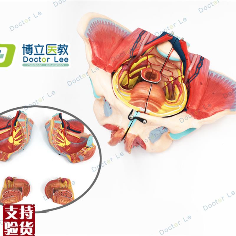 高级女性骨盆附生殖器与解剖模型生K殖器官和女性盆腔模型