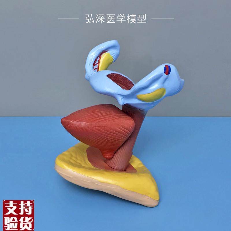 女性子宫膀胱f模型人体生殖系统解剖器官卵巢妇幼保健医学教学模