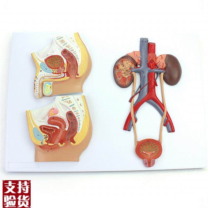 ENOVO颐诺医学用人体泌尿生殖系统模H型男女泌尿生殖解剖结构模型,文具电教/文化用品/商务用品,教学标本/模型,淘宝优惠券,粉丝福利购,淘宝优惠卷