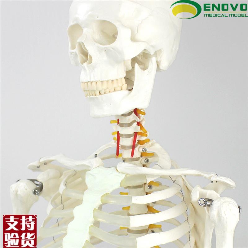 ENOVO颐诺170CM人体骨骼模型美术医学K用脊柱弯曲瑜伽健身骨架模