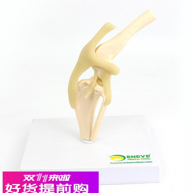 颐诺ENOVO 狗犬膝关节模型犬关节韧带骨头动物骨骼标本骨质疏松宠
