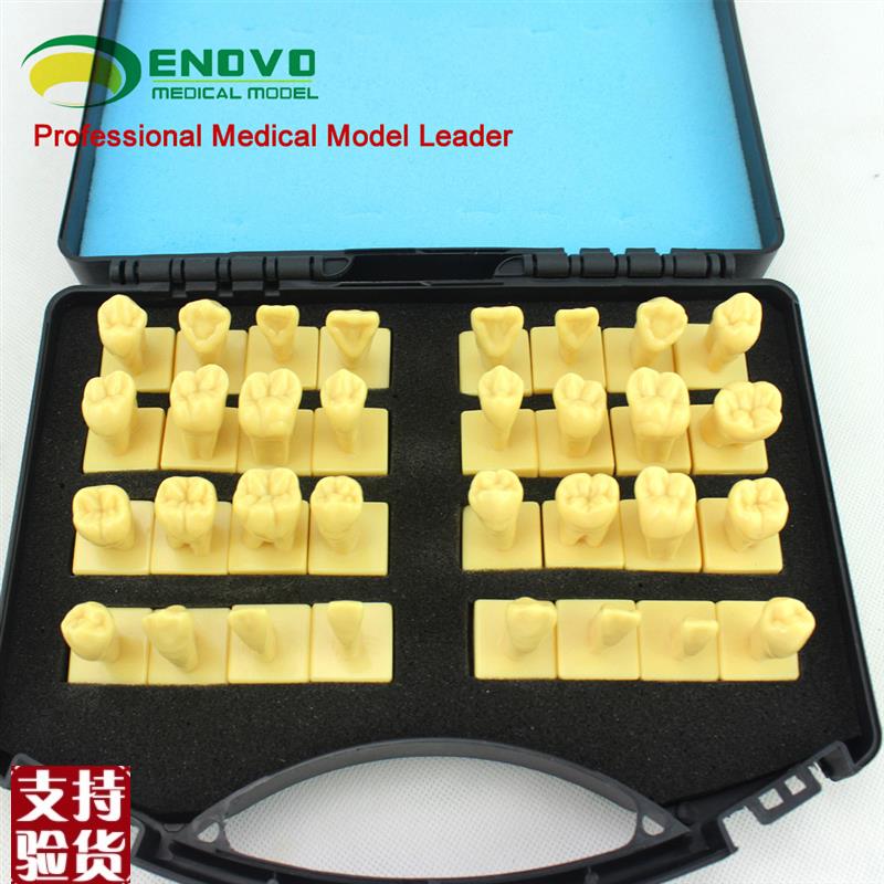 ENOVO颐f诺3倍雕牙练习模型牙颌面口腔修复教学牙体形态解剖雕刻