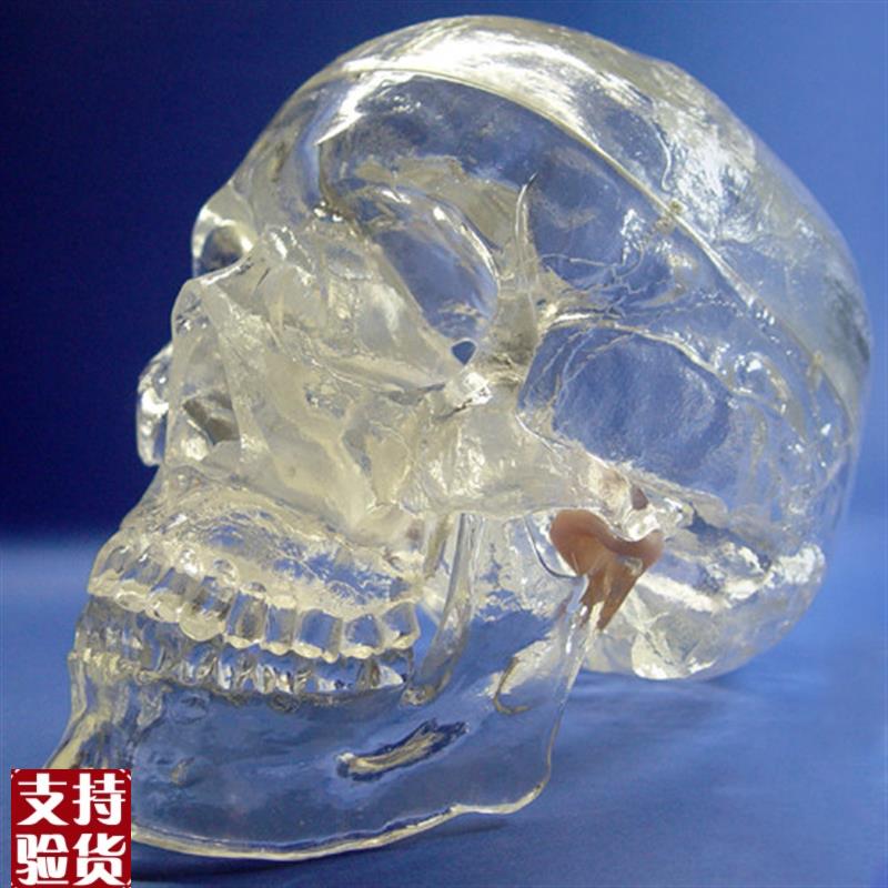 颐诺正品透明人体头颅骨解剖模型水晶头骨神经V科X光介入模型
