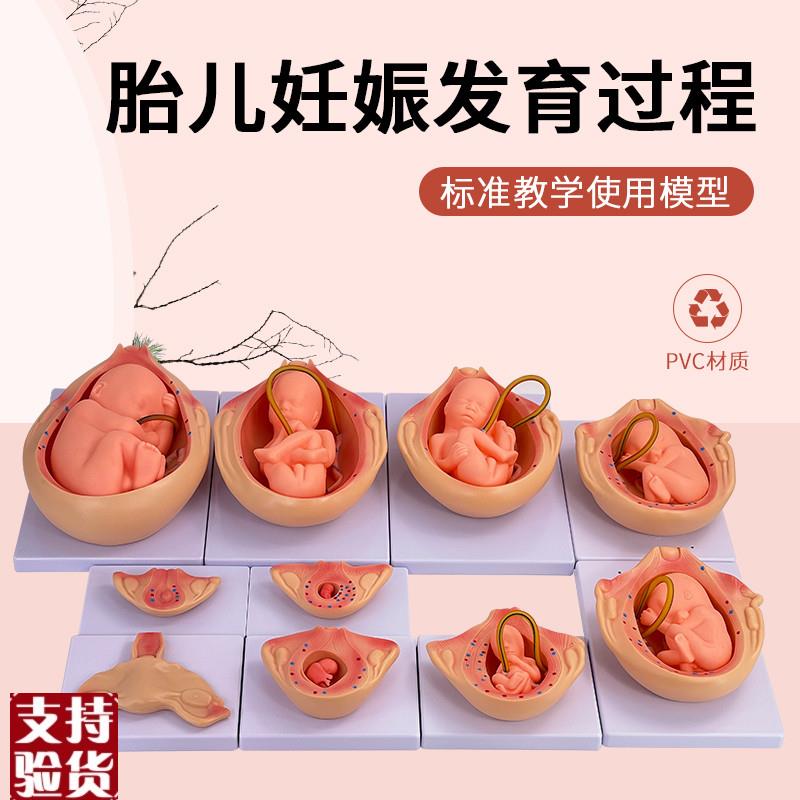 妊娠胚胎发育模型计划生育模y型9个月胎儿发育过程模型10件套