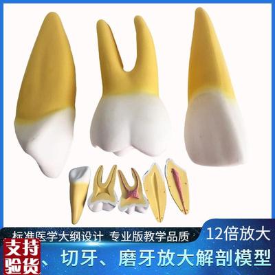 12倍放大人体牙齿解剖模型可拆分解牙髓牙神经牙齿切Z牙尖牙磨牙